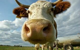 HD Animal Wallpaper With The Portrait Picture Of A Cow Cows