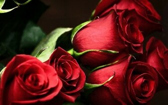 Popular Rose Wallpaper Beautiful Red Pictures