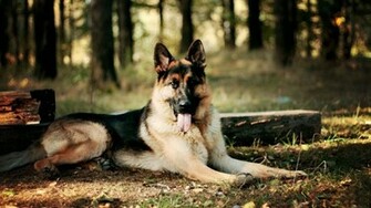 German Shepherd Forest Dog HD Wallpaper