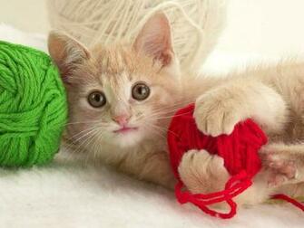 Funny Cute Cats Wallpaper Cool HD