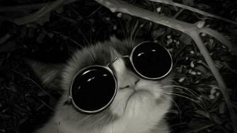 Cat With Sunglasses On That I Can Find Want To Really Know Be