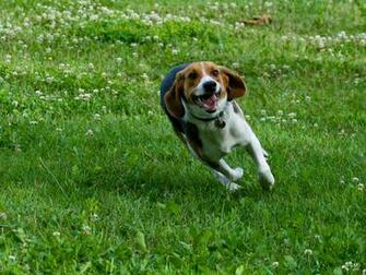 Beagle Wallpaper