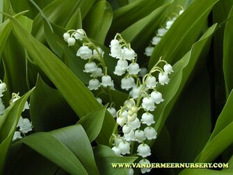 Subs Wallpaper Lily Of The Valley Jpg