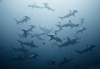 Hammerhead Shark Computer Wallpaper Desktop Background