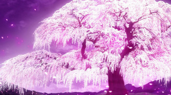 Cherry Blossom Tree Wallpaper