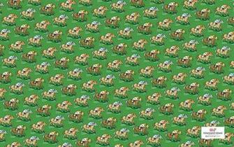 Canadianprep Vineyard Vines Wallpaper
