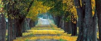 Tree Lined Roadway Louisville Kentucky 1600x Wallpaper