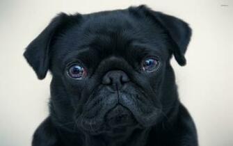 Black Pug Wallpaper Animal