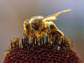 Honey Bee Insect Wallpaper Desktop Background