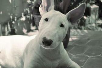 Bull Terrier Wallpaper 1080p 84co5p9 4usky