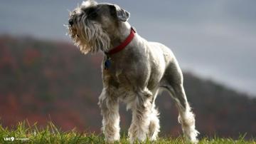 Standard Schnauzer Wallpaper Dogs HD Background Perros