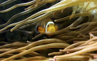 Fish Clownfish Sea Anemones Wallpaper