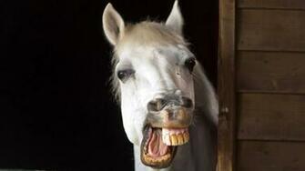 Cute Horse Wallpaper