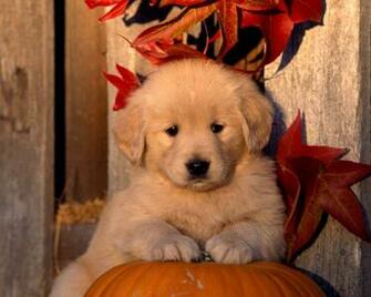 Playful Pets Halloween Wallpaper