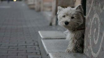 Pix For Westie Wallpaper