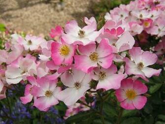 Desktop Flower Wallpaper Beautiful