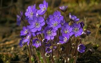 Violets Wallpaper And Image Pictures Photos