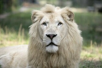 Lion HD Wallpaper