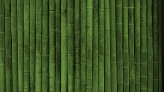 Bamboo HD Wallpaper