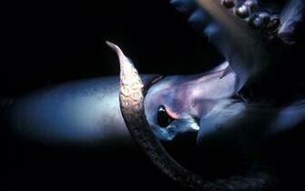 Octopus Wallpaper HD Gallery Desktop