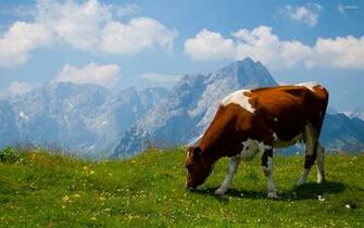 Cow Wallpaper