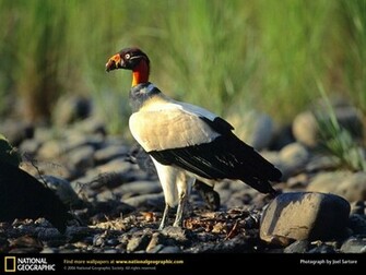 King Vulture Picture Desktop Wallpaper