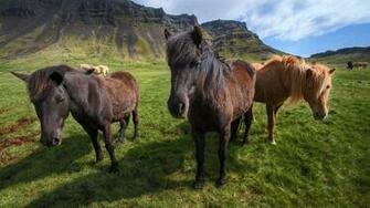 Horses Wallpaper Desktop