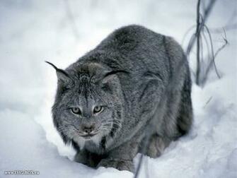 Grey Bobcat Best Wallpaper On Your Desktop Animal