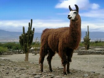 Llama Wallpaper