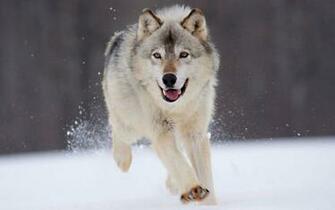 Gray Wolf Desktop Wallpaper
