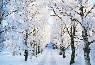 Snowy Tree Pictures