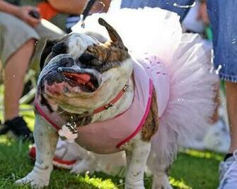 Funny Bulldog Facts Pictures And Cute Animals