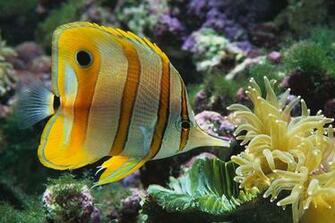 Salt Water Aquarium Wallpaper HD Background Image Pictures