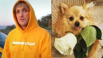 Logan Paul Mourns Loss Of Dog After Fatal Coyote Attack Dexerto