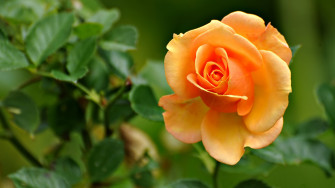 Awesome Orange Rose Flowers Wallpaper HD Widescreen