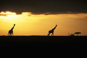 Myxer Wild Wallpaper Giraffe Print Auto Design Tech