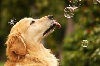 Cute Golden Retriever Wallpaper Dogs