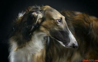 Afghan Hound Wallpaper X Net
