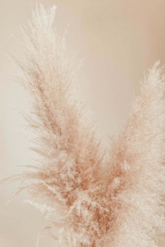 Decorative Dried Pampas Grass Background Wallpaper