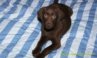 Chocolate Labrador Wallpaper Jackie The Lab