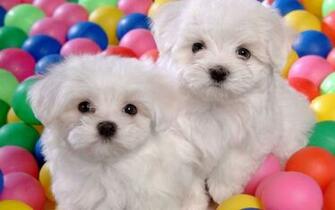Cute Puppies Wallpaper