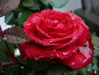 Red Rose With Water Drops High Quality And Resolution