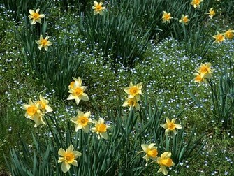 Nature Photography Spring Wallpaper Scene