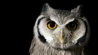 Wallpaper Bird Owl Nature Background 4k Ultra HD
