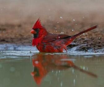 Red Cardinal Wallpaper