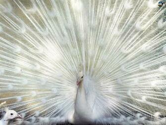 Gallery For Gt White Peacock Bird Wallpaper