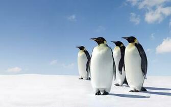 Emperor Penguin Wallpaper X Net