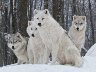 White Wolves Pack 4k HD Desktop Wallpaper For Ultra Tv