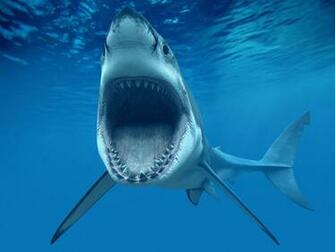 Shark Fish Great Whiteteeth Underwater Blue Ocean Cg Wallpaper