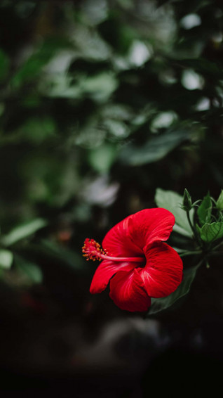 Hibiscus Flower Wallpaper
